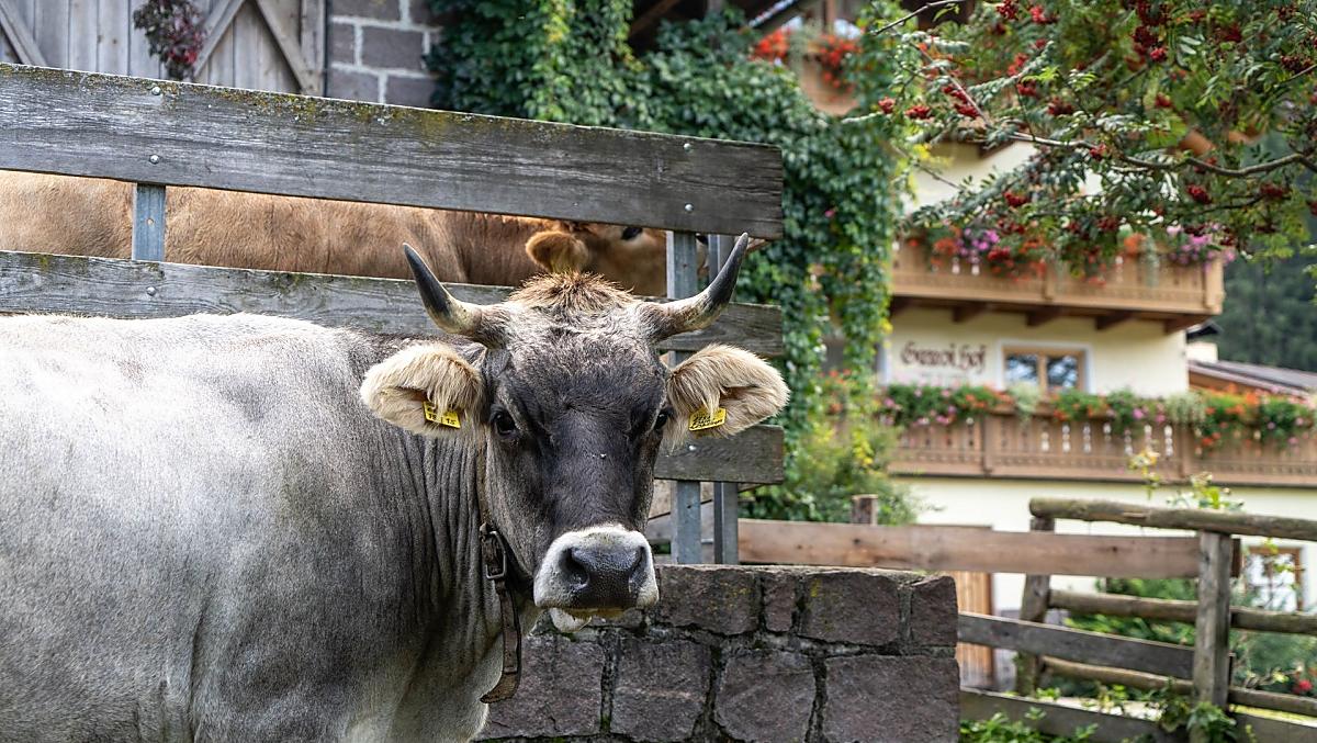 Al maso Ganoihof, a conduzione biologica, sono allevate 8 vacche fattrici di razza grigia.