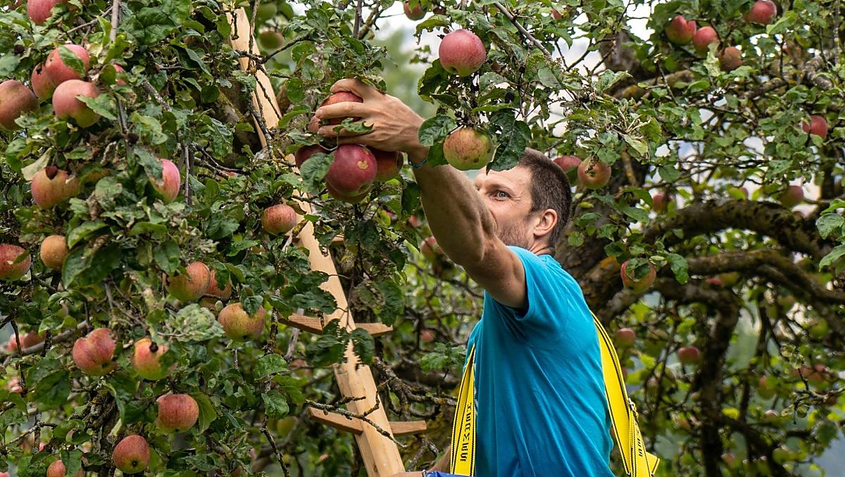 La raccolta delle mele in autunno - vecchie varietà di alberi nel nostro frutteto
