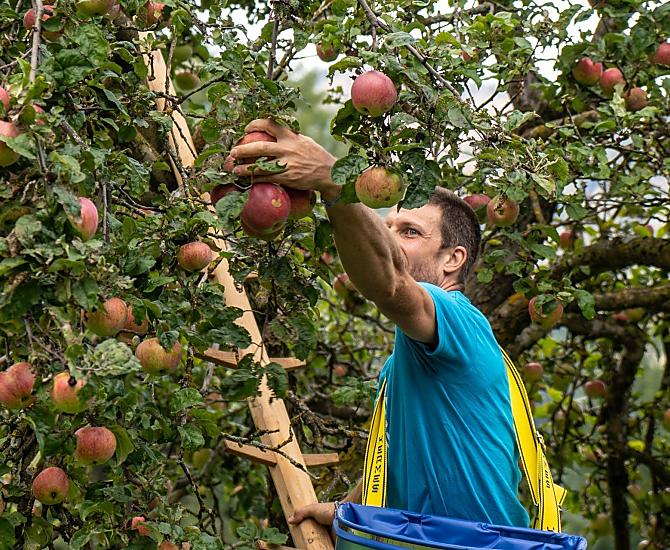 La raccolta delle mele in autunno - vecchie varietà di alberi nel nostro frutteto