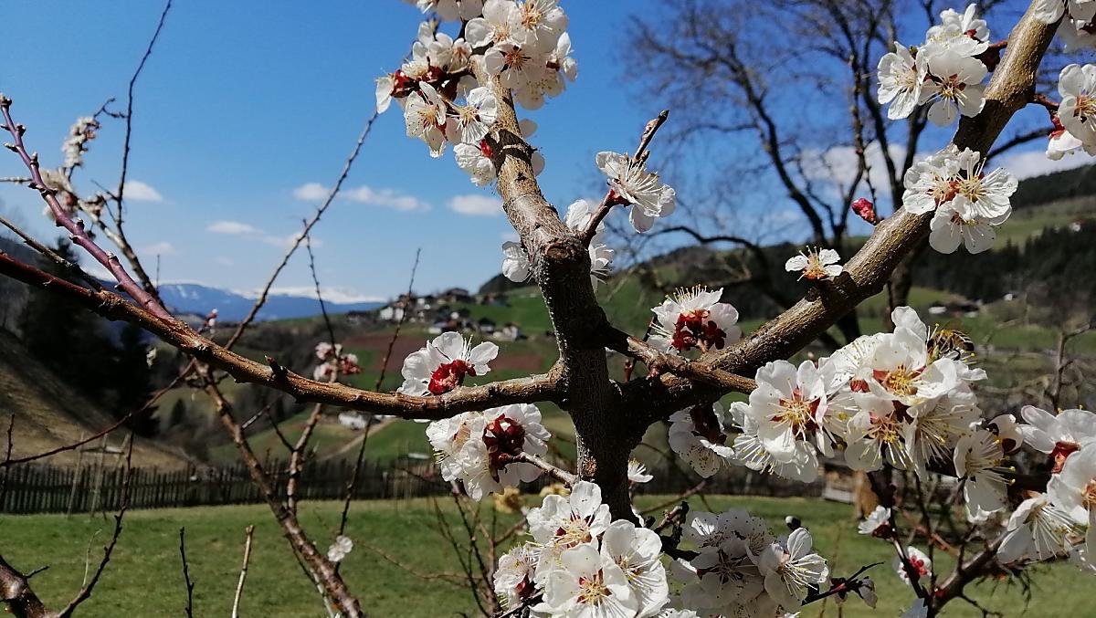 Fiori di melo al maso Ganoihof