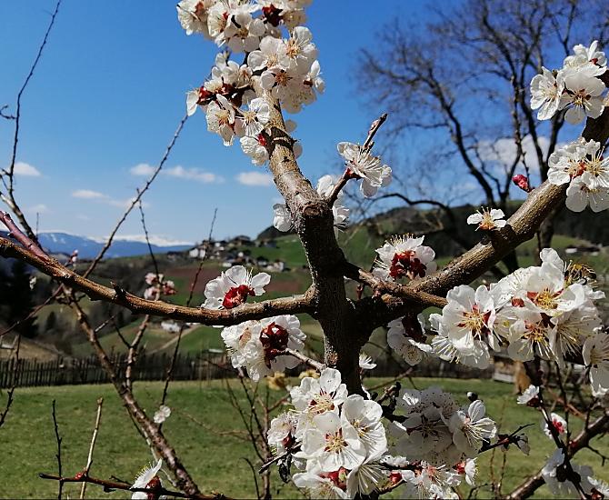 Fiori di melo al maso Ganoihof