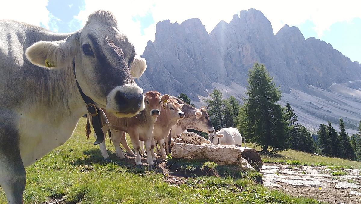 Una parte della nostra mandria pascola in estate sulla malga Gampenalm, nella Val di Funes, a oltre 2.000 metri di altitudine.