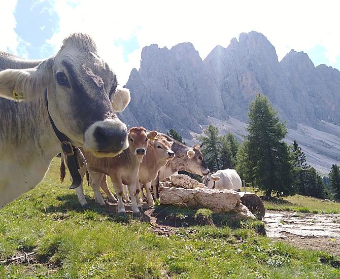 Una parte della nostra mandria pascola in estate sulla malga Gampenalm, nella Val di Funes, a oltre 2.000 metri di altitudine.
