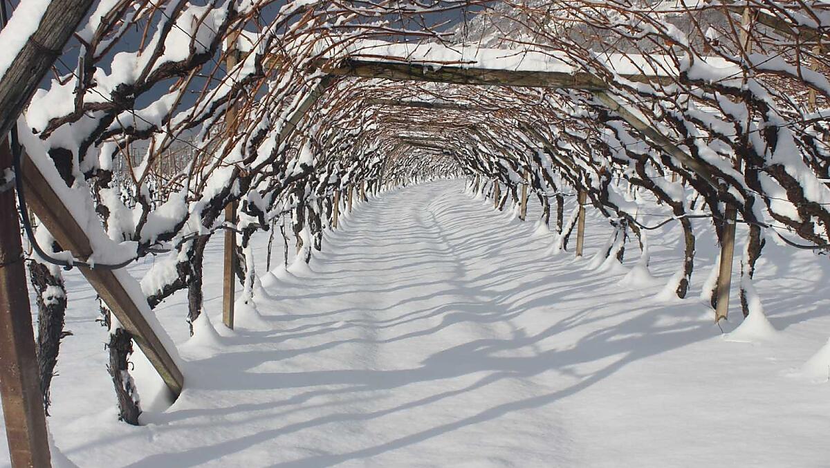 Vigneto innevato