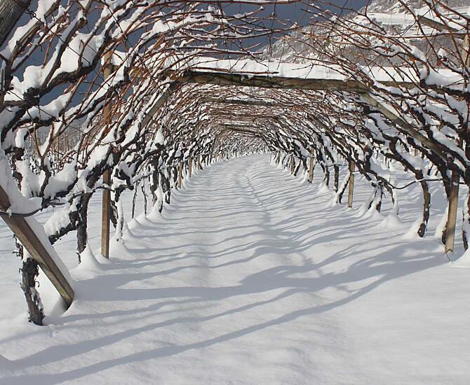 Vigneto innevato
