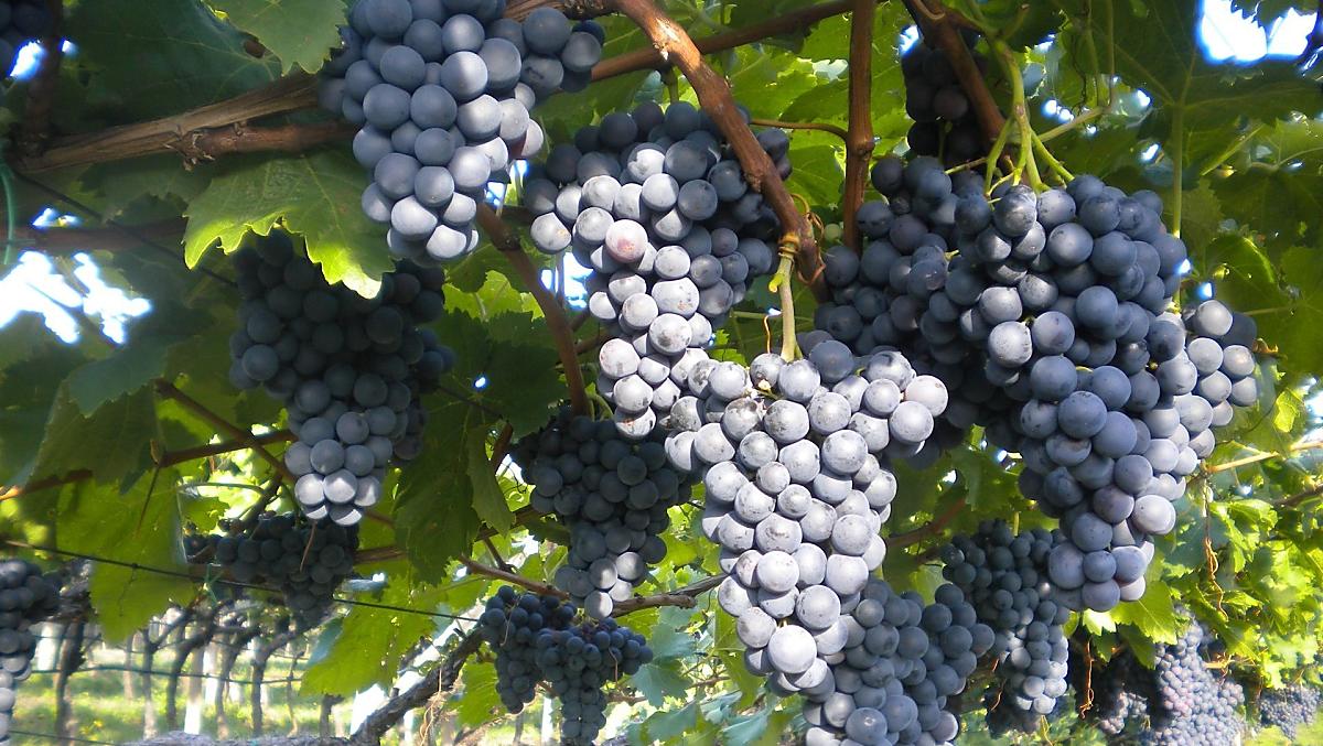 L'uva Schiava, che ci fornisce il tipico vino rosso altoatesino.