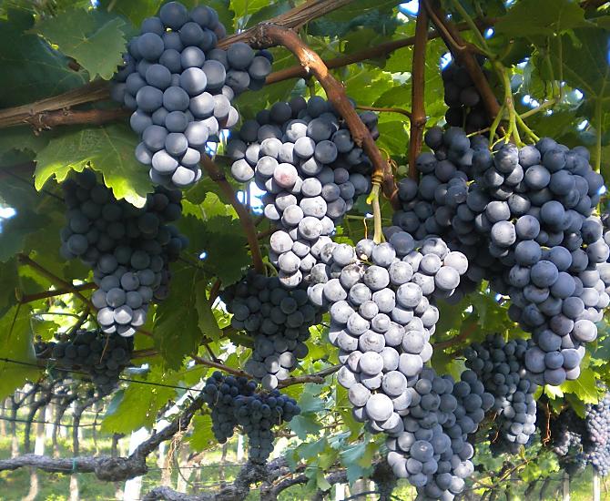 L'uva Schiava, che ci fornisce il tipico vino rosso altoatesino.