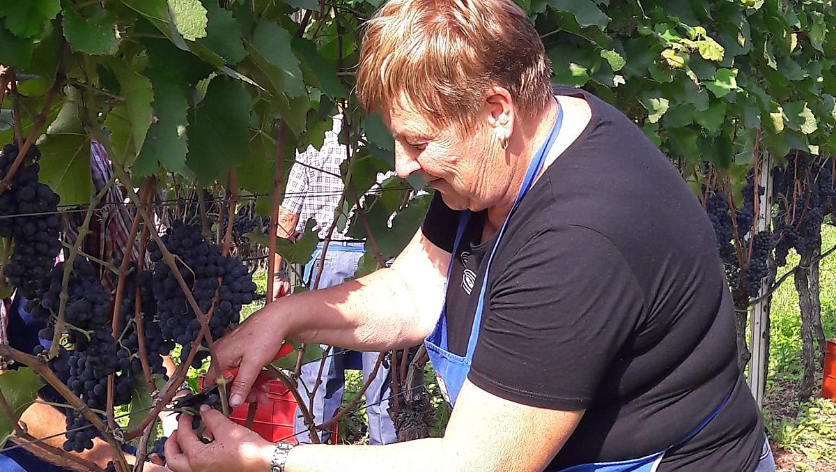 Vendemmia del Pinot Nero.