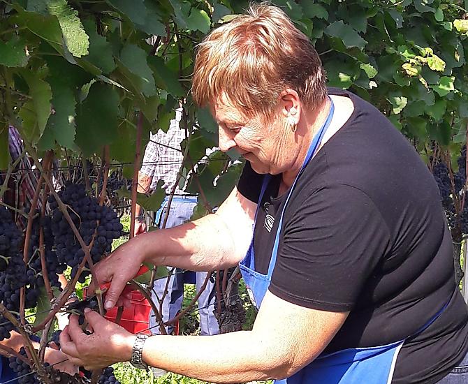 Vendemmia del Pinot Nero.