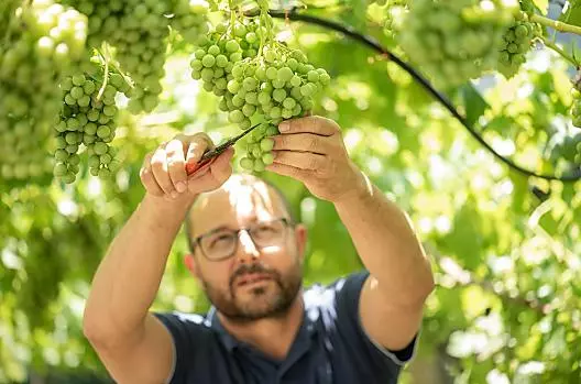 Florian che dirada l'uva.