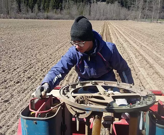Piante di patate