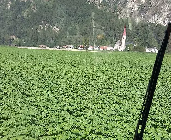 Le patate sono cresciute bene