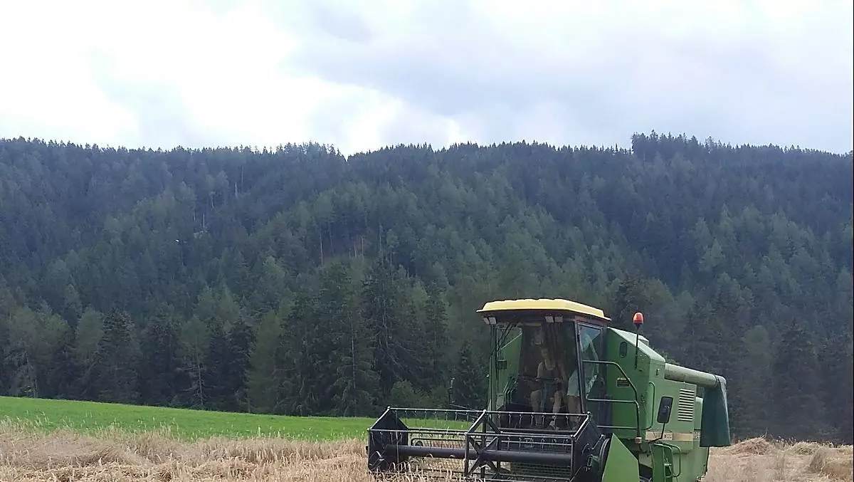 la raccolta del grano