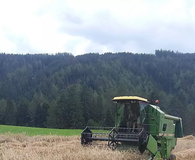la raccolta del grano