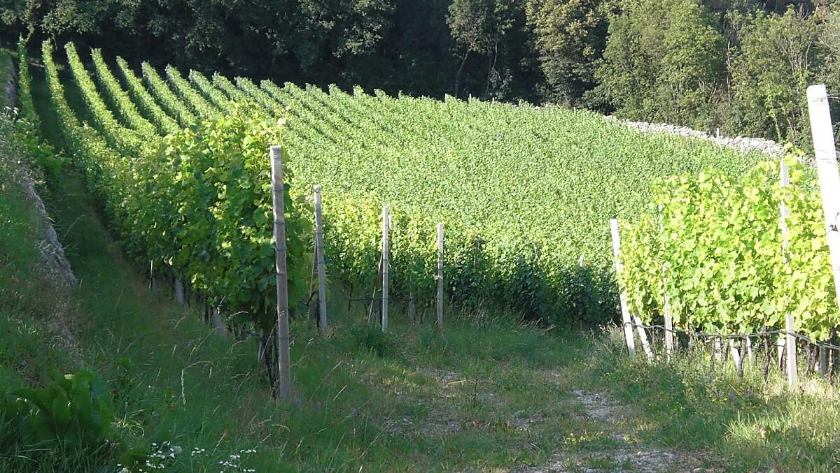 Haidnerhof - Bildergalerie Photo