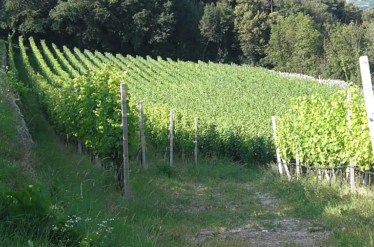 Haidnerhof - Bildergalerie Photo