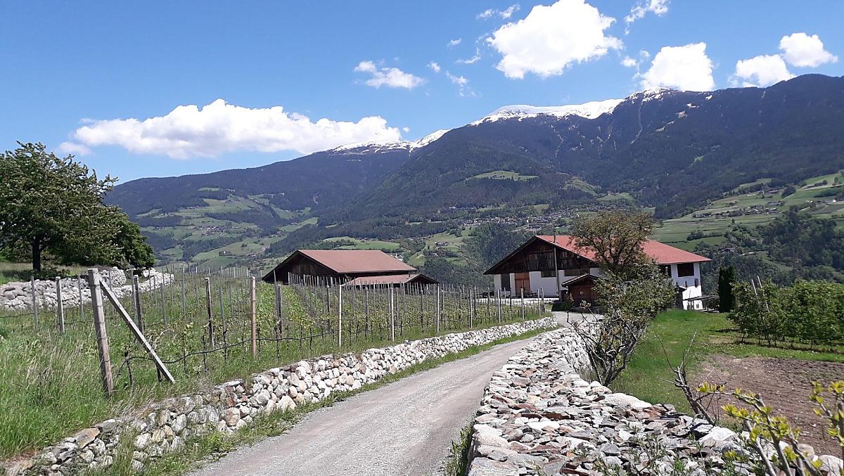 Ingresso del maso