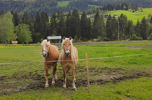 Nestlhof - Liste Photo