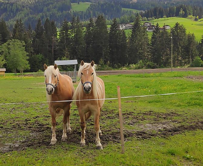 Nestlhof - Bildergalerie Photo