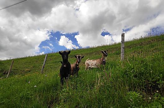 Nestlhof - Liste Photo