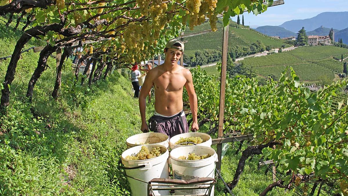 Vendemmia dello Chardonnay