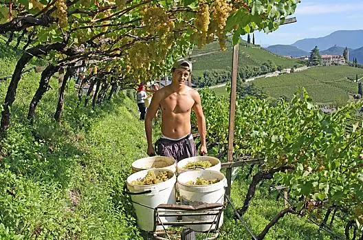 Vendemmia dello Chardonnay