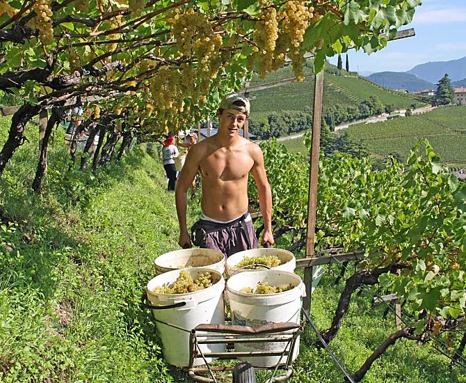 Vendemmia dello Chardonnay