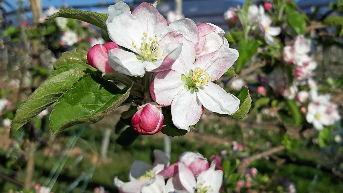 Il momento clou della primavera, a partire dalla fine di marzo, è la fioritura dei meli, un paradiso per le api impegnate nell'impollinazione dei fiori.