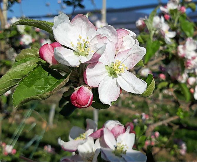 Il momento clou della primavera, a partire dalla fine di marzo, è la fioritura dei meli, un paradiso per le api impegnate nell'impollinazione dei fiori.