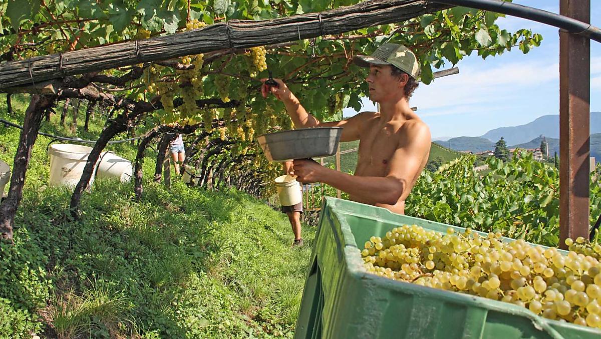La vendemmia
