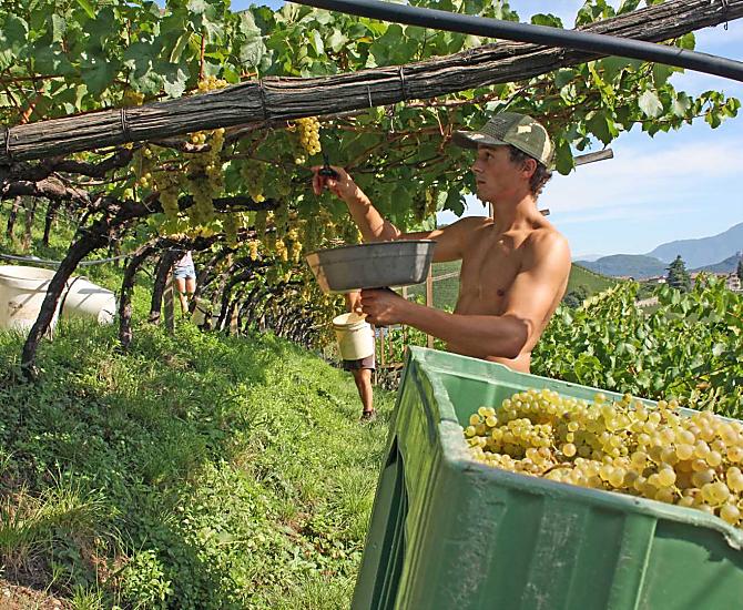 La vendemmia