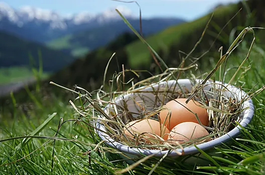 Uova fresche ogni giorno dalle nostre galline, che possono razzolare 12 mesi all'anno. Questo rende le nostre uova particolarmente gustose.