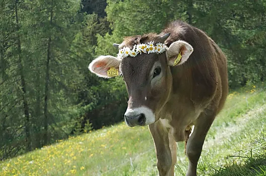 Il vitello Bibi in primavera