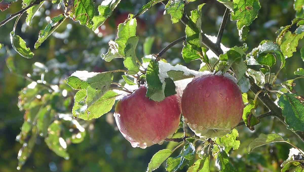 Il succo di mela delle nostre varietà antiche è particolarmente gustoso e digeribile 