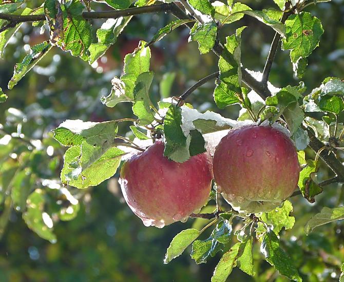 Il succo di mela delle nostre varietà antiche è particolarmente gustoso e digeribile 