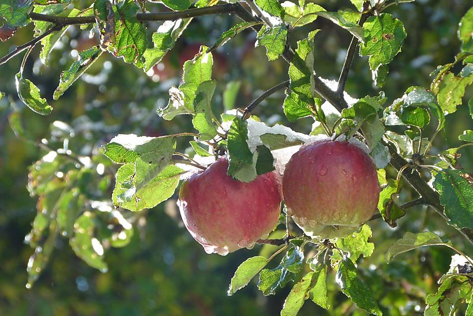 Il succo di mela delle nostre varietà antiche è particolarmente gustoso e digeribile 
