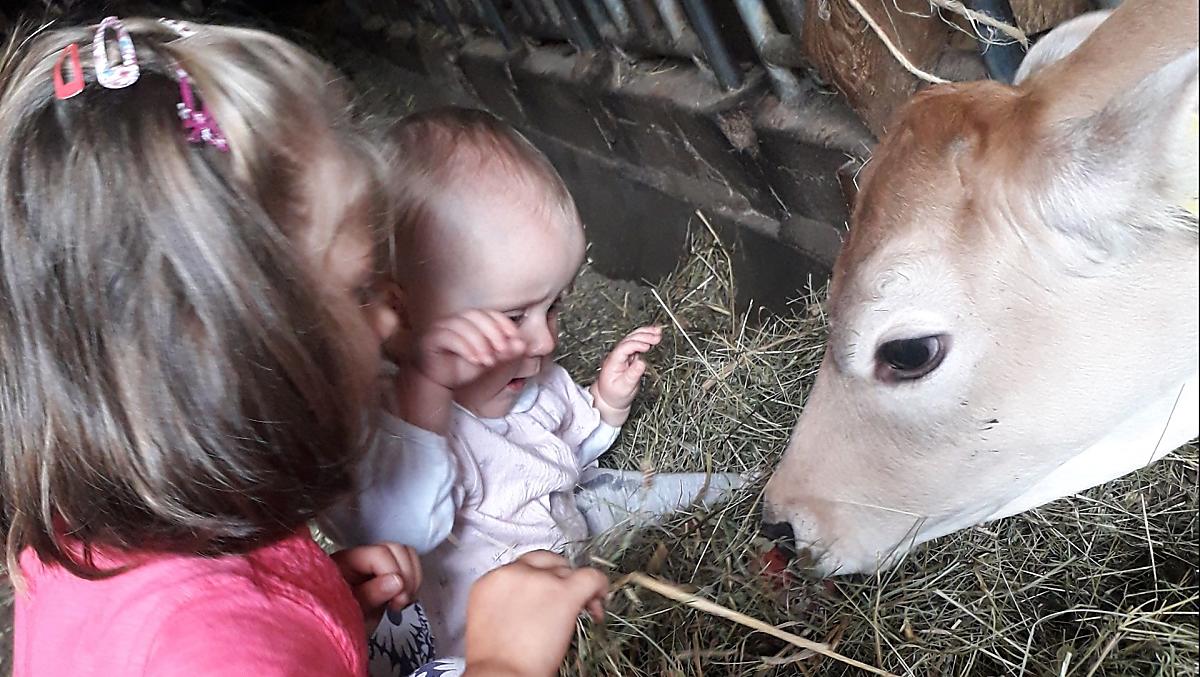 I piccoli vitelli sono sempre felici di essere accarezzati