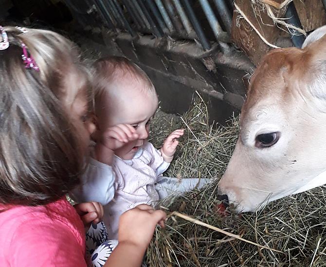 I piccoli vitelli sono sempre felici di essere accarezzati