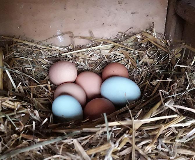 Le uova di galline felici e allevate all'aperto hanno un sapore due volte più buono