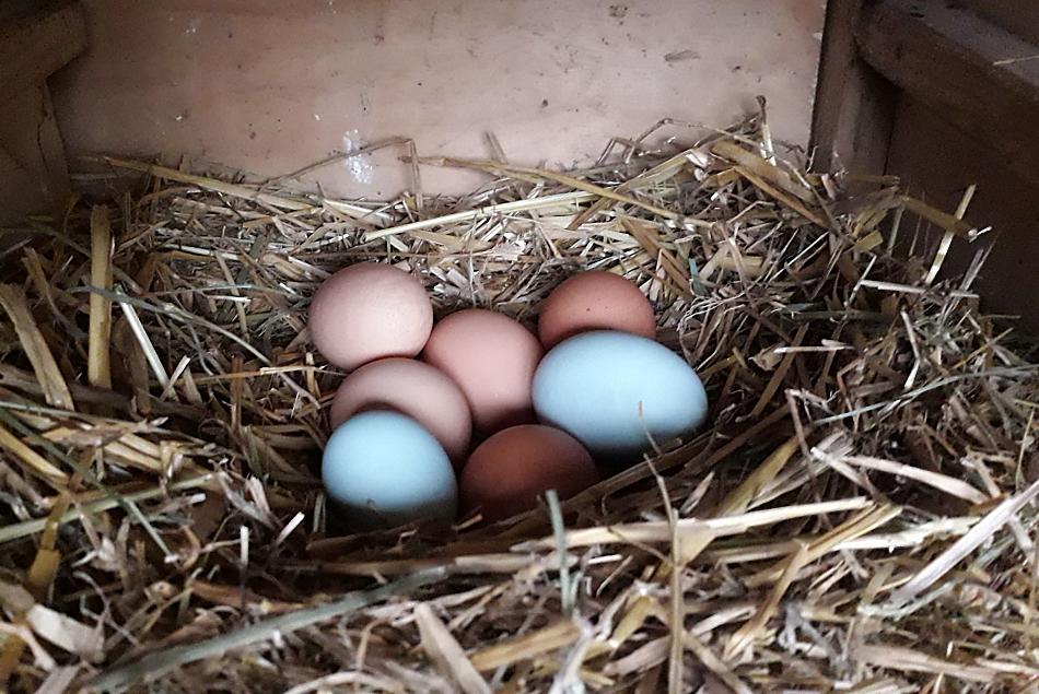Le uova di galline felici e allevate all'aperto hanno un sapore due volte più buono