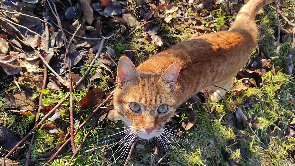 Hugo, il nostro gatto