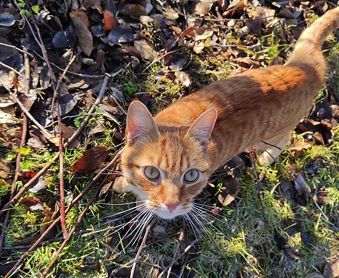 Hugo, il nostro gatto