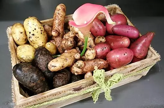 Il raccolto delle patate