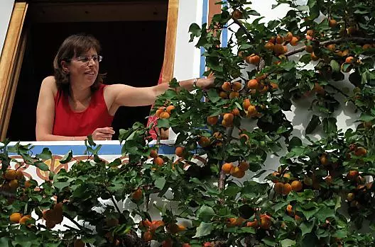 La raccolta delle albicocche