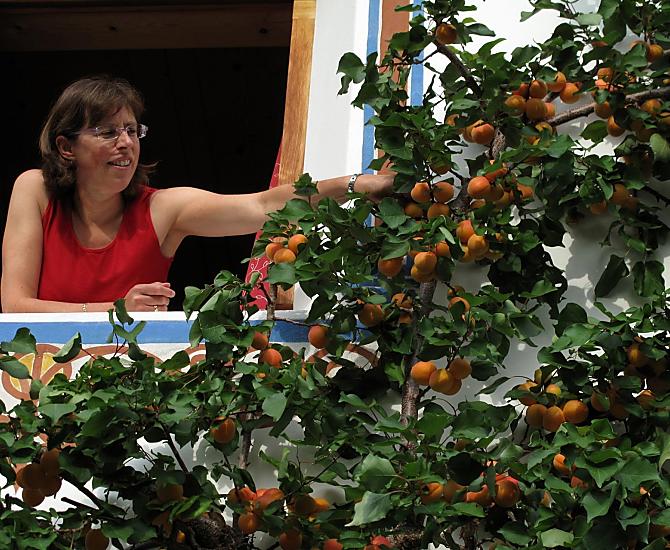 La raccolta delle albicocche