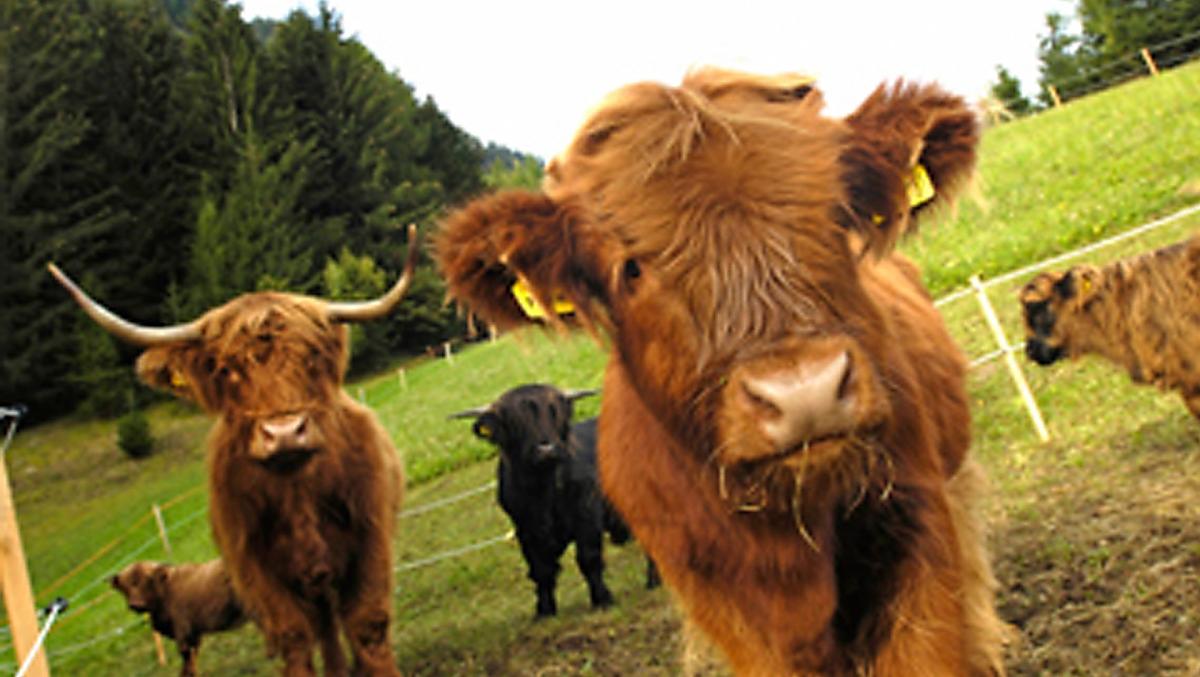 Il nostro bestiame Highland scozzese