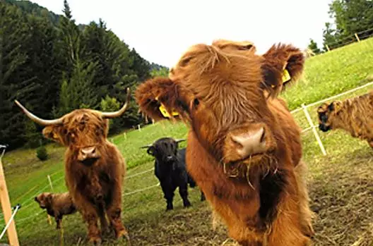 Il nostro bestiame Highland scozzese