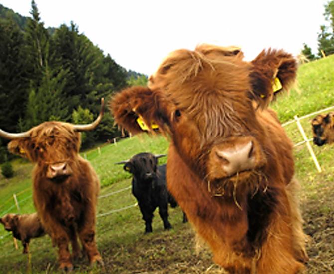 Il nostro bestiame Highland scozzese