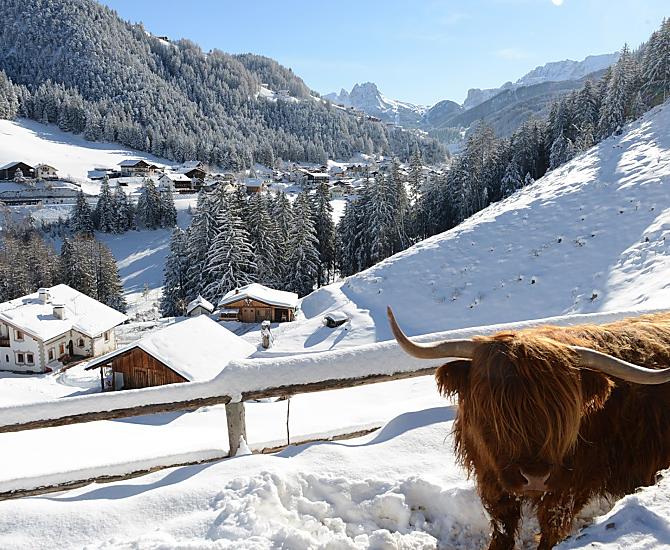 Idilliaco paesaggio invernale con vista su Cir, Dantercepies, Passo Gardena e massiccio del Sella.