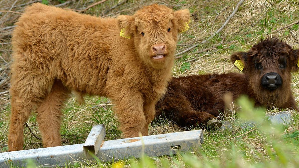 I nostri cuccioli, tutti da coccolare